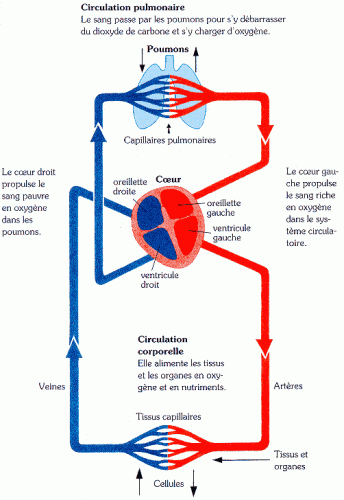 schema coeur.gif