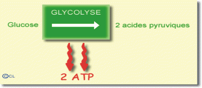 glycolyse.gif